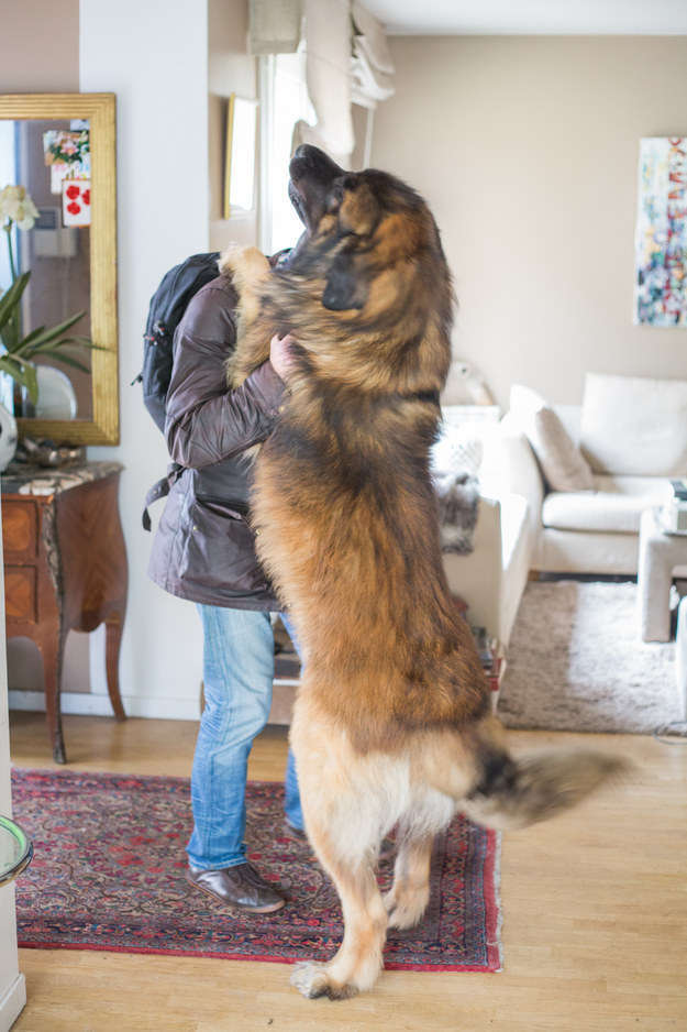 28 доказательств, что большие собаки лучше маленьких