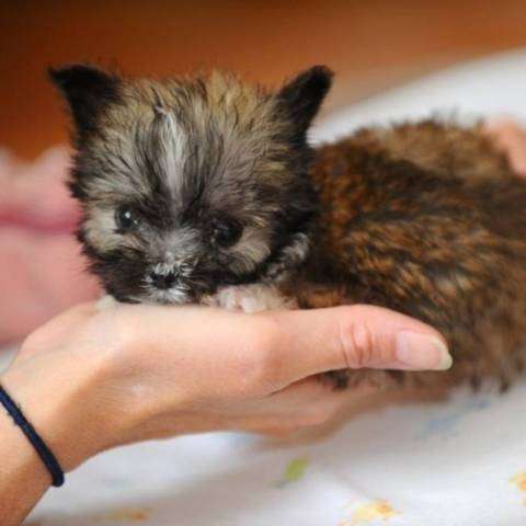 Родилась самая маленькая собачка