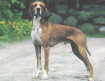 Герта пойнтер - порода охотничьих подружейных собак