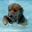 Как приучить собаку правильно плавать