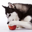 Порода хаски: правильно кормление собак