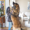 28 доказательств, что большие собаки лучше маленьких