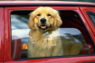 Как перевозить собаку в машине