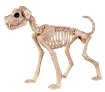 Особенности анатомии и физиологии собак