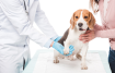 Подсчет сердечных толчков и пульса у собаки