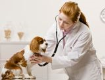 Вредное воздействие токсинов на организм собаки