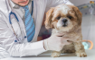 Скорая помощь при пироплазмозе у собак