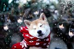 Как подготовить собаку к зиме