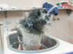 Как правильно мыть и купать собак