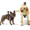 Новинка от фирмы GoPro даст возможность псам делать фото
