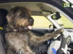 Теперь собаки тоже могут сдать на водительские права