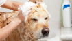 Как выбрать гипоаллергенный шампунь для собак