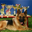 Всеросийская выставка собак всех пород "МАГНИТКА - 2012" 10 ноября 2012 г. город Магнитогорск