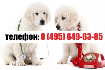 Ветеринарная помощь собакам на дому в Москве и МО
