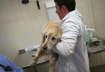 Черепно-мозговые травмы собак и повреждения спинного мозга