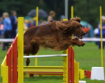 Аджилити - увлекательный спорт с собакой