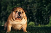 Профилактика ожирения у собак