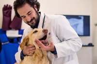 Генетическая предрасположенность собак к заболеваниям