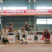 Интернациональная выставка собак всех пород "ЕКАТЕРИНБУРГ-ХХ1 ВЕК" 19-20 ноября 2011 г. город Екатеринбург