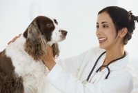 Гастроэнтерит у собак, причины и первая помощь