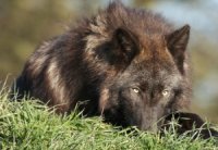 В Эстонии обнаружили волкособак