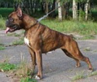 Красивая и энергичная собака Немецкий боксер