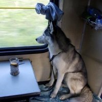 РЖД предложили выделить отдельные вагоны для пассажиров с собаками