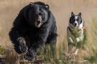 Карельская медвежья собака - собака с отчаянной храбростью