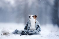 Отморожения у собак