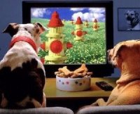 В США появился первый телеканал для собак