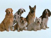 В Уфе соберётся более 600 породистых собак