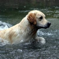 Приучение щенка к воде