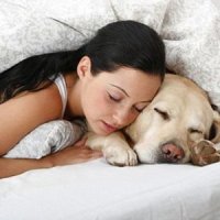 Почему нельзя спать с домашними животными