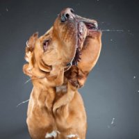 Лечебные свойства собачьей слюны