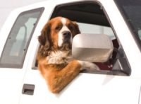 Список машин, в которых безопаснее всего перевозить собаку