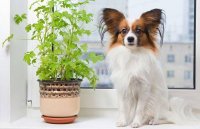 Какие комнатные растения опасны для собак?