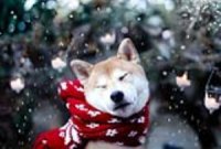 Как подготовить собаку к зиме