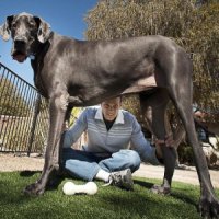 Умерла самая большая собака в мире