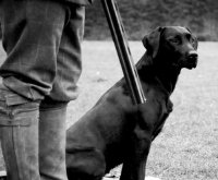 Оружие, знания и хорошая собака – три составляющих охоты