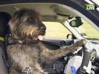 Теперь собаки тоже могут сдать на водительские права