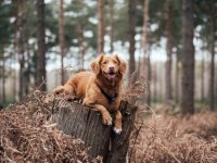 Пироплазмоз у собаки - что делать?