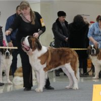 Международная выставка собак всех пород “УРАЛЬСКИЕ ЗОРИ – 2012” 18-19 августа 2012 г. город Челябинск