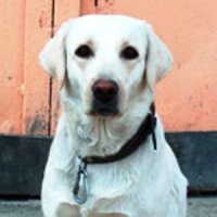 Лучшей собакой-спасателем России признана Жасмин