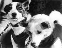 Белка и Стрелка - первые собаки в космосе