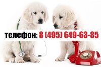 Ветеринарная помощь собакам на дому в Москве и МО