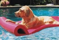 Новинка - аквааэробика для собак