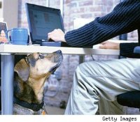 Собака в офисе способна увеличить показатель удовлетворенности сотрудников
