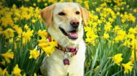 Опасны ли лилии для собак?