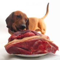 В каком виде лучше давать мясо для собак