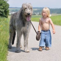 Проверка боем: справишься с собакой — заводи ребенка!